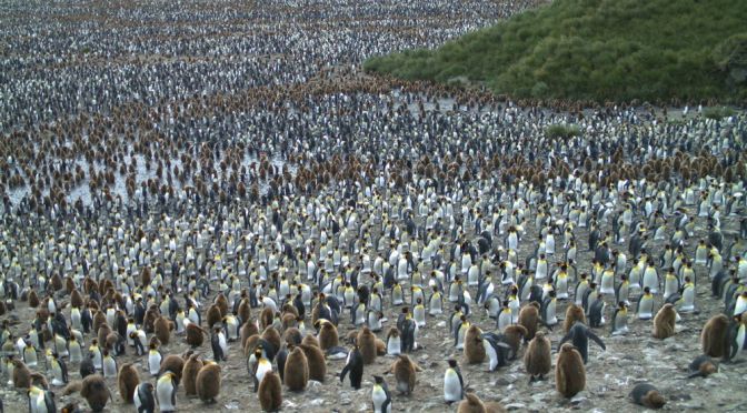 Penguin Watch: Top images so far