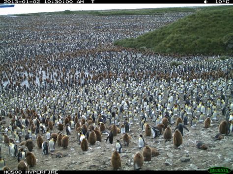 1st Rule of Penguin Watch - You don't have to count them all. But I dare you to!