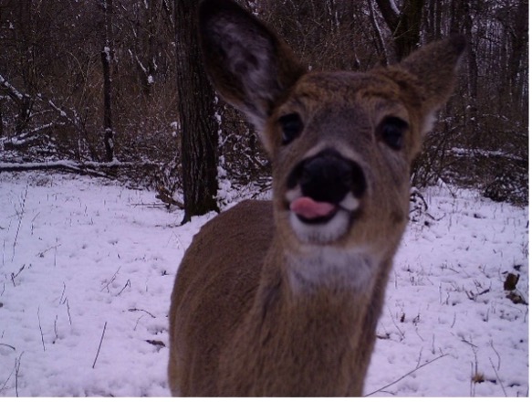 Whitetail deer selfie